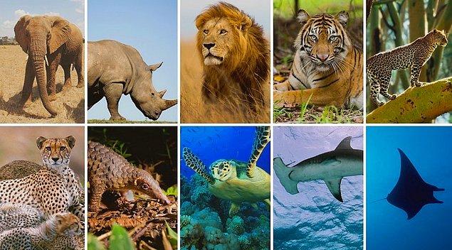 Bu fotoğrafta gördüğünüz hayvanlar, insan türünün doğaya verdiği zarar yüzünden 1970 yılından beri yavaş yavaş yok oluyor.