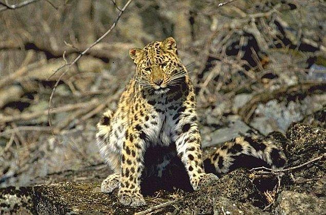 Bu fotoğrafta gördüğünüz Amur leoparından sadece 70 tane kaldı, önümüzdeki nesiller muhtemelen bu türün varlığından haberdar bile olamayacak.