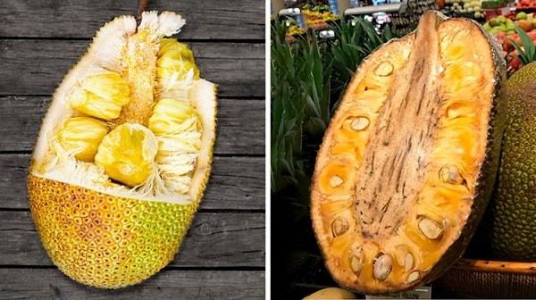 3. Jackfruit meyvesinin ağırlığı 35 kg'a kadar çıkabiliyor. Tadı ise muz, ananas ve mango karışımına benziyor ve çekirdekleri pişirildiğinde çikolata lezzeti veriyor.