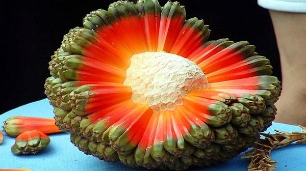 20. Hala meyvesi, Polinezya'ya özgü bir meyve, çiğ ya da pişmiş olarak tüketilebilir.