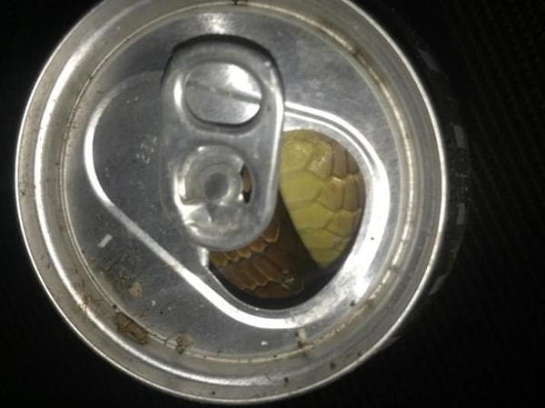 14. Они проникают даже в еду!