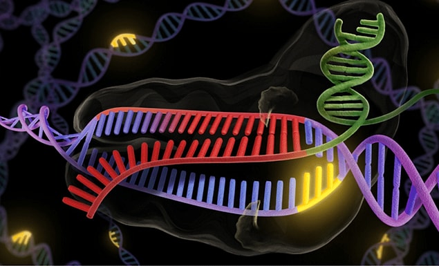 Kısaca değinirsek: CRISPR yöntemi DNA'daki belirli bir gen dizisinin çıkarılması ya da eklenmesi, bunun akabinde çıkarılan gen bölgesine varsa yeni gen dizisinin eklenmesi olarak biliniyor.
