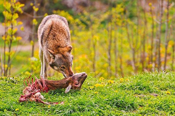 7. Bir kurt, yemeğin kalan kısmını bitirme uğraşında.