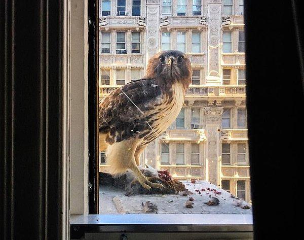 9. New York'ta pencerenizin önünde, avladığı güvercini parçalayan bir şahinle karşılaşabilirsiniz.