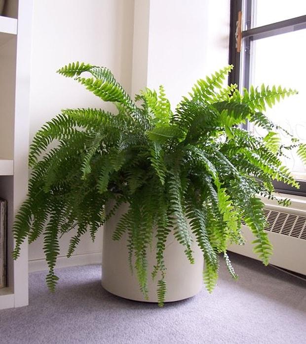 her odaya bir cicek evin farkli yerlerinde kolayca yetistirebileceginiz 12 bitki onerisi