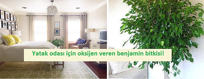 Her Odaya Bir Çiçek! Evin Farklı Yerlerinde Kolayca Yetiştirebileceğiniz 12 Bitki Önerisi