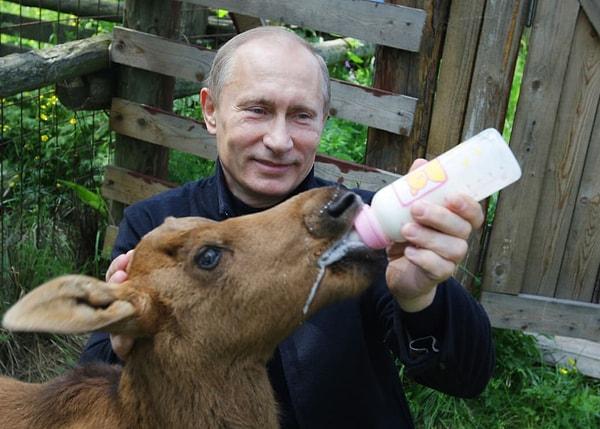 3. Putin 5 Haziran 2010'da Moskova'daki Mus Adası Milli Parkı ziyareti sırasında yavru bir musa süt veriyor.