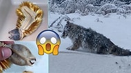 Doğanın Derinliklerinde Tüylerinizi Ürpertmek Adına Gerçekleşmiş 19 Sıra Dışı Görüntü