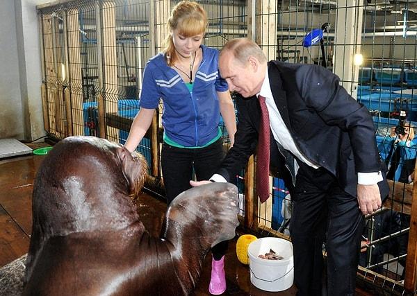 13. Putin 2013'te Russky Adası'nda bulnan dev tuzlu su akvaryumunu ziyaret etti ve bir morsla el sıkıştı.