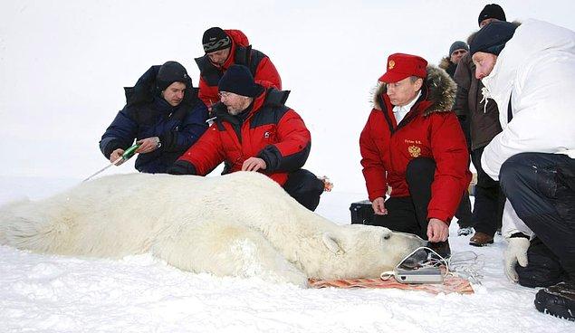 19. Yine Franz Josef takımadasında bir bilimsel çalışma sırasında kutup ayısının boy ölçümünde yer aldı.