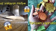 Vahşi Doğanın İçinden Her Birine Tatlı Tatlı Şaşıracağınız 23 Enfes Ötesi Görüntü