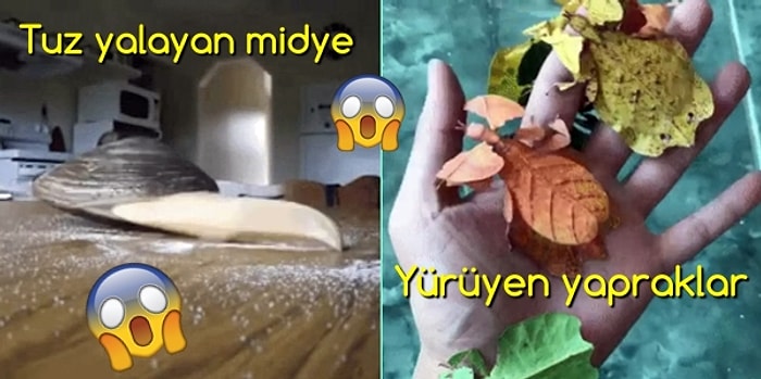 Vahşi Doğanın İçinden Her Birine Tatlı Tatlı Şaşıracağınız 23 Enfes Ötesi Görüntü