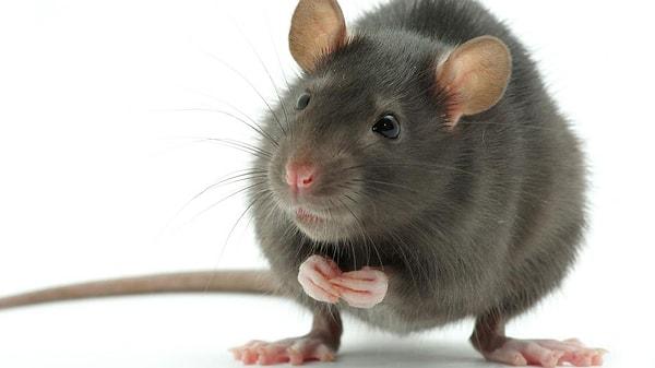 9. Mayın sahalarındaki mayınları tespit etmek için fareler eğitiliyor.