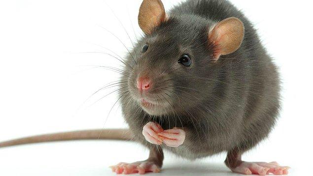 10. Mayın sahalarındaki mayınları tespit etmek için fareler eğitiliyor.