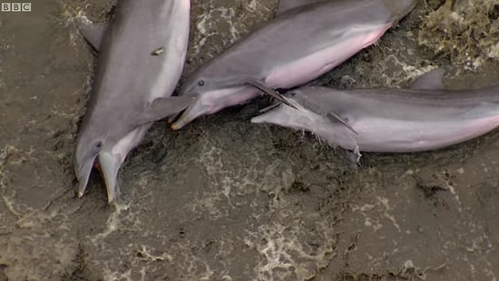 Avlanmak İçin Karaya Çıkan Yunuslar