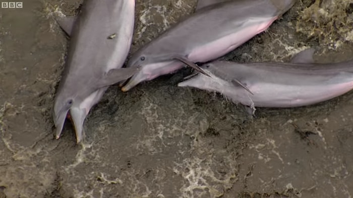 Avlanmak İçin Karaya Çıkan Yunuslar