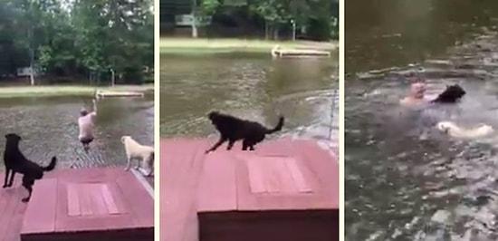 İnsan Dostunun Boğulduğunu Zanneden Köpeklerden Vefalı Hareket!