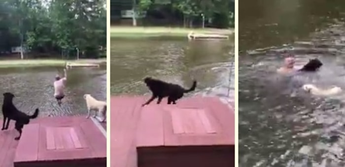 İnsan Dostunun Boğulduğunu Zanneden Köpeklerden Vefalı Hareket!