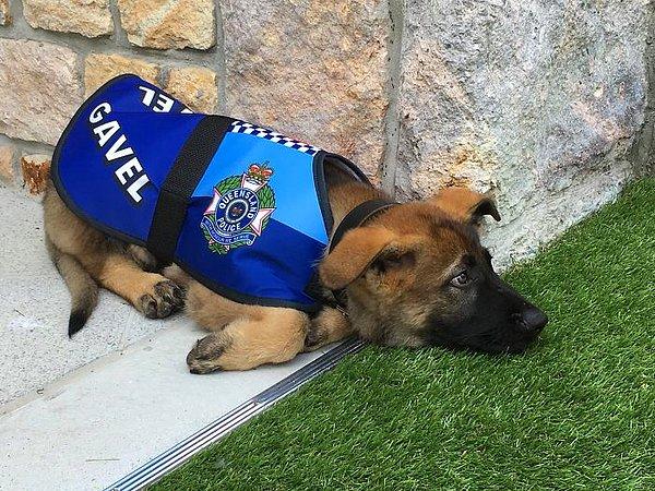 12. Polis köpeği Gavel fazla arkadaş canlısı olduğu için görevinden alınmış 😔
