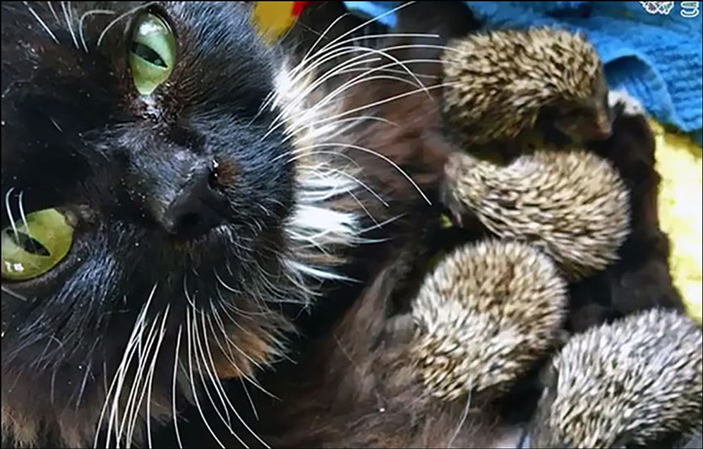 Anneleri Ölen 8 Kirpiyi Emzirerek Ölmekten Kurtaran Kedi!