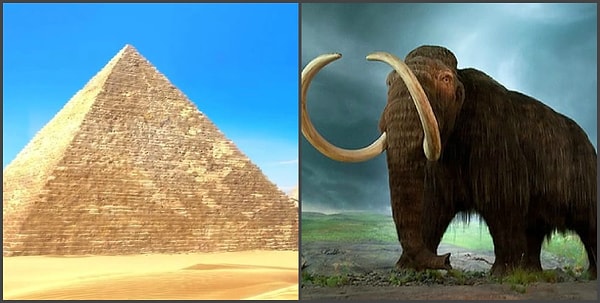 11. Мамонты все еще существовали, когда строились пирамиды Гизы