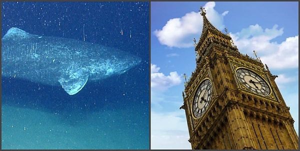 13. На Земле все еще существуют акулы, которые старше Соединенного королевства