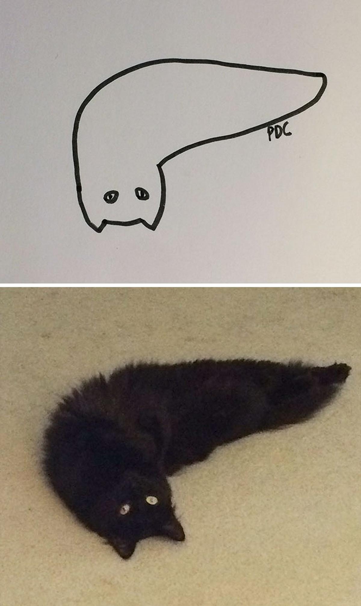 Коты легких делают. Простая кошка. Коты рисунки. Смешные коты рисунки. Смешной кот рисунок.