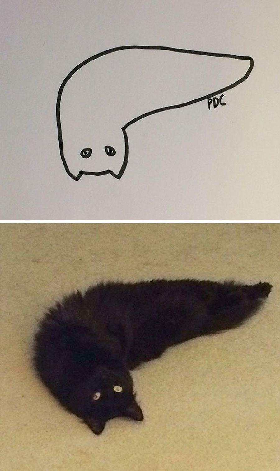 Рисование приколы с котами