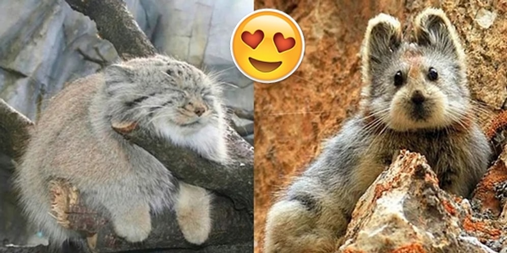 İnsanın Kediye, Köpeğe Alternatif Olarak Eve Alıp Besleyesi Geldiği 16 Ponçik Hayvan