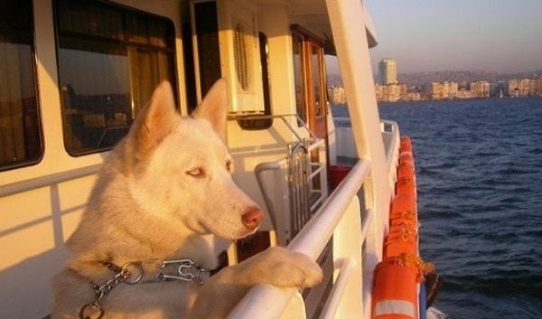 Engelli yolcuya refakat eden rehber köpekler ise belirlenen yolcu salonlarının içine alınacak.