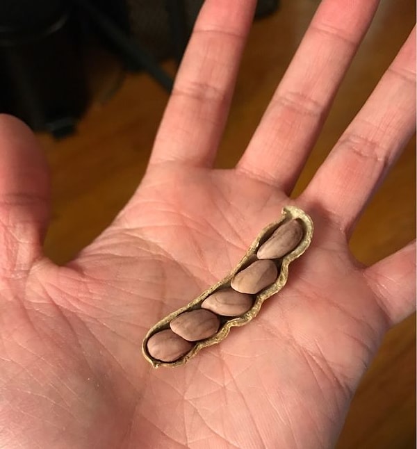 11. 5 арахисовых зернышек в одной скорлупе