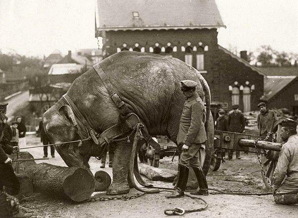 9. I. Dünya Savaşı'nın Batı Cephesi yakınına ağır kütükleri taşımak için Alman askerleri tarafından kullanılan bir fil, 1915.