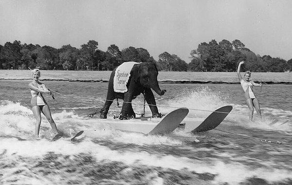 20. Su kayağı yapan Queenie isimli bir fil, 1950'lilerin sonları.