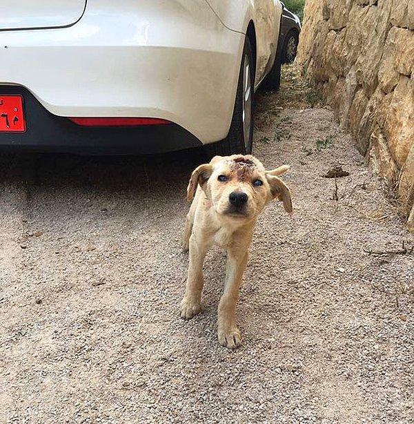 Her şey Amal Andari'nin Beyrut'ta bir yol kenarında başıboş bir köpek görüp ona su vermek istemesiyle başladı.