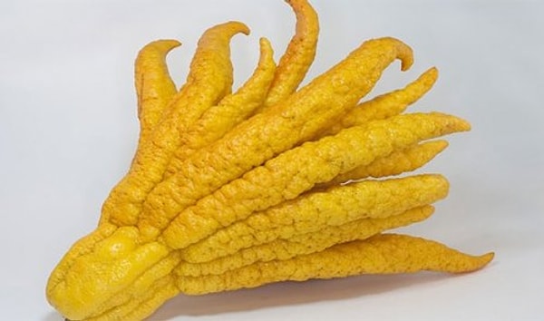 3. Цитрон пальчатый (рука Будды)