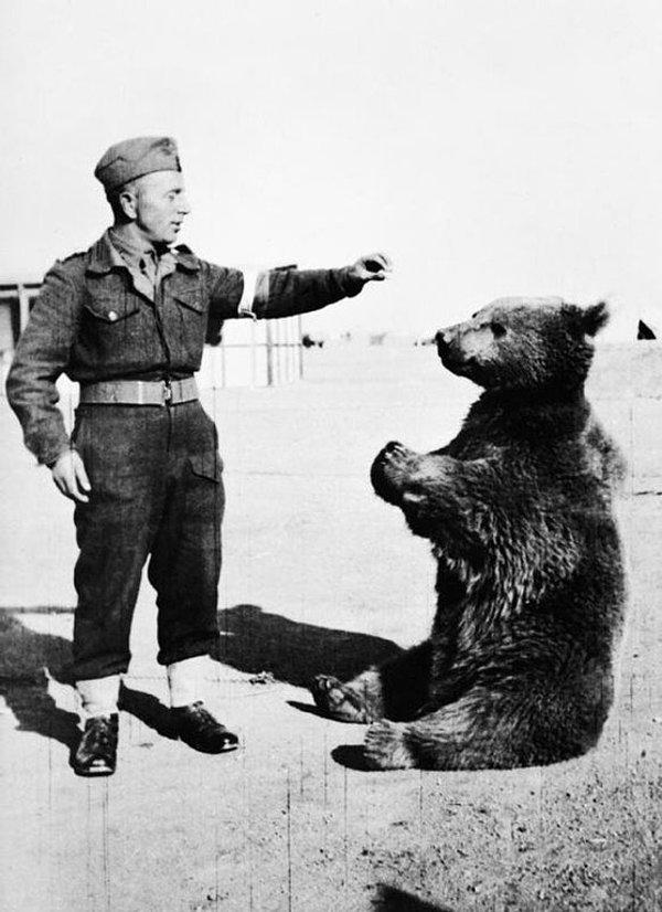 23. Onbaşı rütbeli Wojtek isimli asker ayı. Resmi olarak Polonya ordusunda kayıtlı olan ayı Monte Cassino savaşı sırasında mühimmat kasalarını taşımada kullanıldı, 1944.