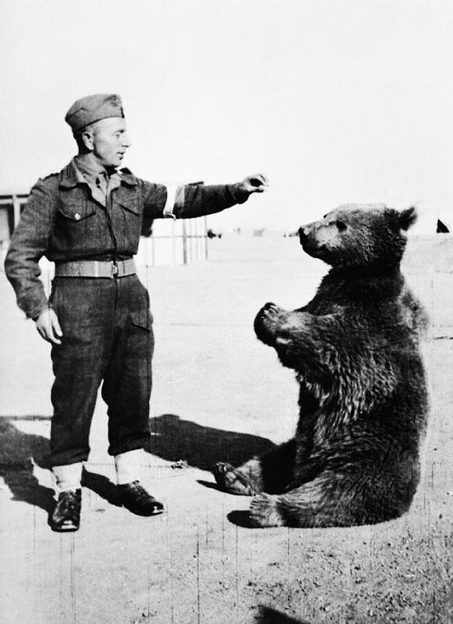 23. Onbaşı rütbeli Wojtek isimli asker ayı. Resmi olarak Polonya ordusunda kayıtlı olan ayı Monte Cassino savaşı sırasında mühimmat kasalarını taşımada kullanıldı, 1944.