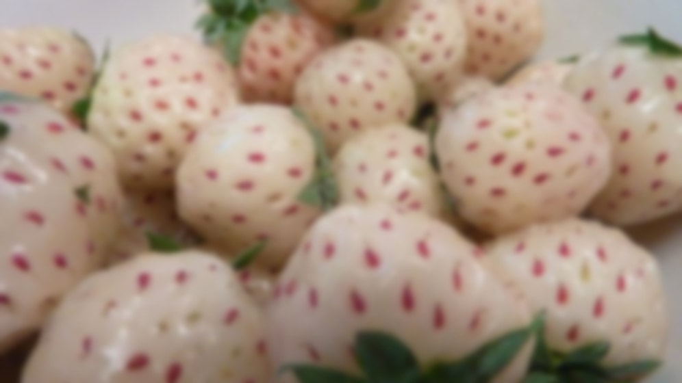 Delikli Görsellerden Korkan Bir Tripofobikseniz Eğer Korkunuzun Sebebini Bilim Açıklıyor!