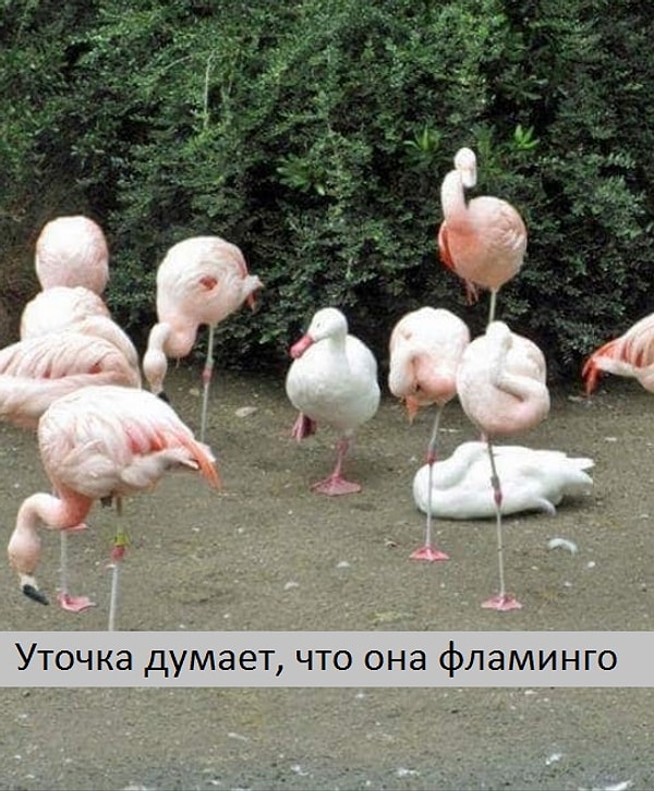 2. Свой среди чужих, чужой среди своих