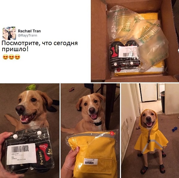 4. Вот бы и мне быть таким же счастливым как эта собака! 😍