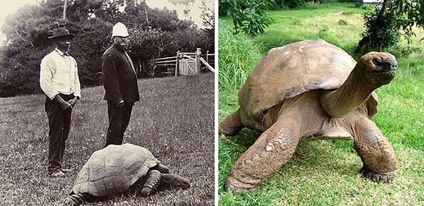 2. Jonathan adındaki bu Dev Galapagos Kaplumbağası, 184 yaşında ve hala problemsiz bir şekilde hayatını sürdürüyor. 1832 yılında yumurtasından çıktığı düşünülen kaplumbağa ilk hayata gözlerini açtığı zaman, Osmanlı İmparatorluğu ayaktaydı ve padişah II. Mahmut’tu.