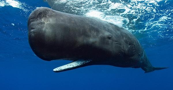 3. En uzun yaşayan memeli olan Grönland Balinası’nın 200 seneden fazla yaşayabildiği bilinmektedir. Bu balinalar, hayatları boyunca kutupların soğuk sularında yüzerler.