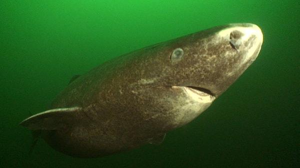 4. Omurgalı canlılardan rekoru tutan  Grönland köpekbalığının ise tam tamına 400 senedir hayatta olduğu düşünülüyor. Evliya Çelebi meşhur Seyahatname’sini yazarken, bu köpekbalığı hayattaydı.