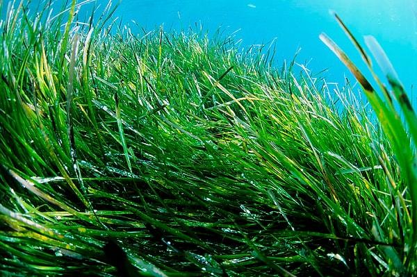 8. Neptune Grass olarak bilinen denizde yetişen çimin ise Akdeniz’de 200.000 senedir yaşadığına inanılmaktadır.