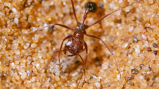 Karınca Aslanının Korku Filmi Tadında Avlanma Anı