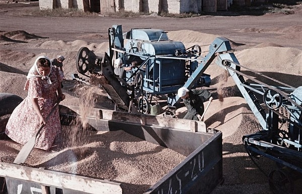 2. А так собирали пшеницу на ферме (Украина)