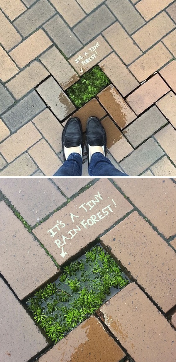 2. Это маленький дождевой лес!