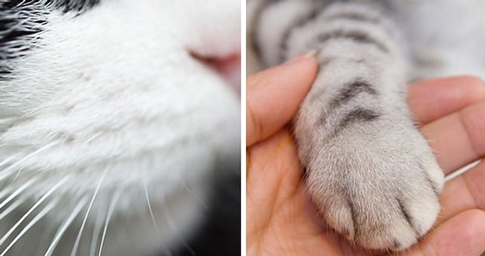 Тест: Только настоящий любитель кошек сможет набрать в этом тесте 7/7