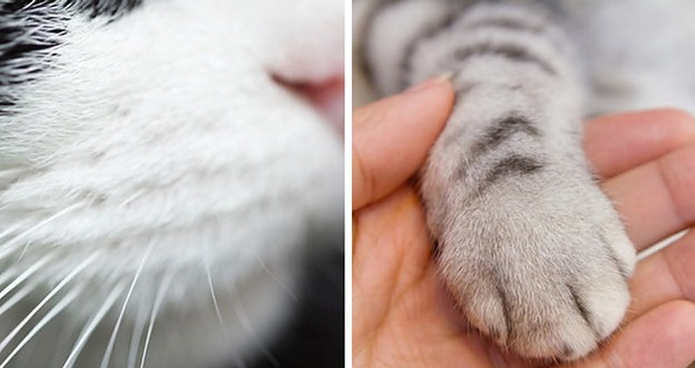 Тест: Только настоящий любитель кошек сможет набрать в этом тесте 7/7