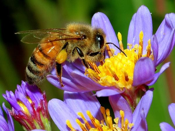 12. Bal yapan bir arının yarım kilo bal üretmesi için 2 milyon çiçeğe uğraması gerekiyor.
